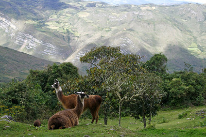 Lamas in den Anden von Peru