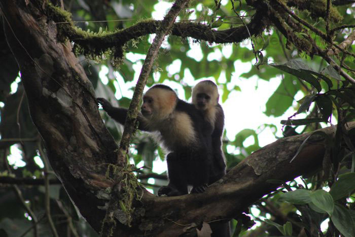 Weisskopfaffe, Costa Rica Kokos Insel