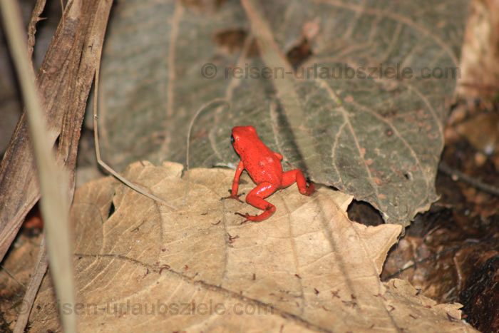 Roter Pfeilgiftfrosche, Costa Rica